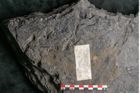 Foto (Detailansicht) von Camptoteris sp. (NHMW-GEO-2024-0188-10650)